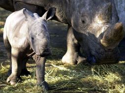 De las cinco especies de rinoceronte que se conocen la javanesa es la más rara. AFP  /