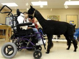 Diversos hospitales en EU y Europa han acoplado a su personal distintos animales para ayudar a sus pacientes. EFE  /