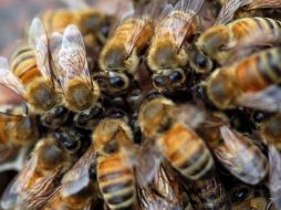 las abejas son un indicador precoz del impacto de las condiciones de vida en la Tierra,como consecuencia de la actividad humana. EFE  /