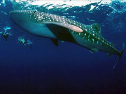 La multinacional solicitó al Gobierno australiano que autorice durante 60 días trabajos de perforación a 50 kilómetros. EFE  /