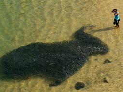 Un pescador observa un cardumen de sardinas que se acercó a la costa de Acapulco, aparentemente por el tsunami ocurrido en Japón. AFP  /