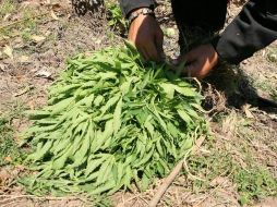 En los últimos años creció un 50 por ciento el consumo de marihuana. ARCHIVO  /