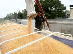 El titular de la Sagarpa explicó que las importaciones de maíz blanco o amarillo permitirán generar certidumbre. ARCHIVO  /