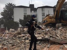 Durante los trabajos de rescate los perros rescatistas han sido fundamentales.