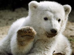 El oso apareció muerto hoy flotando en la piscina del recinto donde vivía. EFE  /