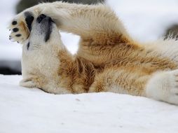 El plantígrado llegó a ser portada de la revista ''Vanity Fair''. AFP  /