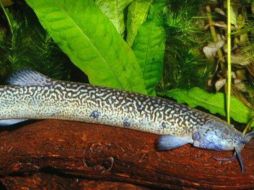 El ''Stenolicmus ix'' es un pez pequeño de agua dulce que difiere de otros semejantes por el tamaño de sus barbillas. ESPECIAL  /