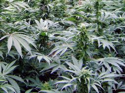 Investigadores dicen que las semillas de la planta tienen baja concentración de la sustancia psicoactiva. ARCHIVO  /