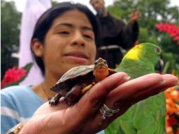 Más del 90 por ciento de los animales mueren durante su traslado de un lugar a otro. ARCHIVO  /