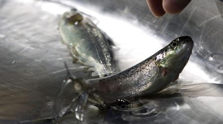 En un estudio, las mujeres que consumieron salmón, presentarón un deterioro menor en la masa ósea en los siguientes cuatro años.EFE  /