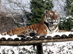 Afirman que es de importancia vital la detección de la pobre genética que existe en las especies en peligro de extinción. EFE  /