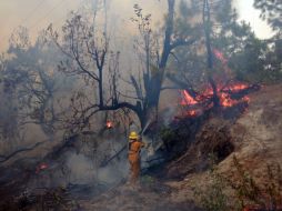 Siete hectáreas de arbolado adulto resultaron con daño, así como 212 hectáreas de pastizales fueron consumidas. A. GARCÍA  /