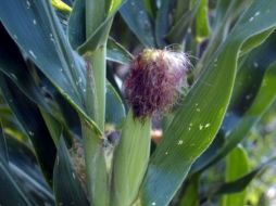 La creciente producción de combustible etanol, ahora consume cerca del 40% de la cosecha de maíz de EU. ARCHIVO  /