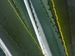 El agave y el tequila, un espectáculo visual. M. APARICIO  /