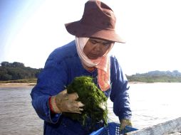 Ecologistas advierten que la infraestructura impactará en el medio ambiente y la pesca, de la que viven millones en el Mekong. AP  /