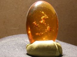 La imagen muestra un insecto fosilizado en ámbar. EFE  /