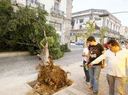 Tras el temporal de lluvias del año pasado, se derrumbaron mil 381 árboles. E. PACHECO  /