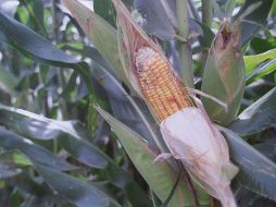 El maíz ocupó el número 38 de la revista Arqueología Mexicana. ARCHIVO  /