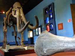 El esqueleto de mamut es uno de los principales atractivos del Museo Regional de Guadalajara. ARCHIVO  /