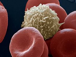 Los linfocitos T son los responsables de coordinar la respuesta inmune. ESPECIAL  /