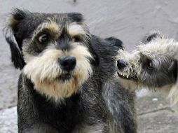 Los propietarios de más de un centenar de canes han confirmado la asistencia de sus mascotas a la inauguración. A.GARCÍA  /