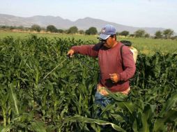Con el proyecto Masagro se pretende reducir la importación de maíz y otros cereales. ARCHIVO  /