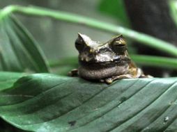 El propietario de la rana, había acusado a su vecino, al parecer molesto por el croar de sus ranas.EFE  /