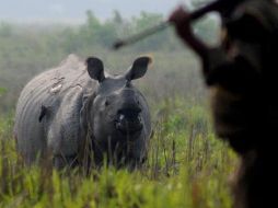 Nepal y la India son los dos únicos países donde se conserva el rinoceronte indio. EFE  /