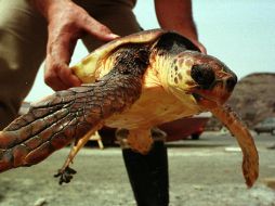 Responsabiliza a las autoridades mexicanas que permiten en esa zona que los pescadores coloquen redes. EFE  /