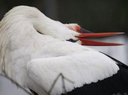 Detectan que la urbanización y la agricultura intensiva pueden fragmentar y reemplazar complejas redes de hábitat.EFE  /
