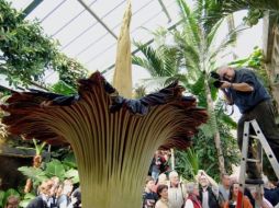 La floración de la planta es difícil de pronosticar, por lo que resulta todo un espectáculo botánico, que dura sólo tres días. ESPECIAL  /