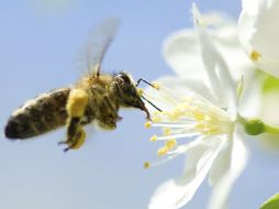 Las abejas son responsables de la polinización de por lo menos 70% de los cultivos básicos. EFE  /