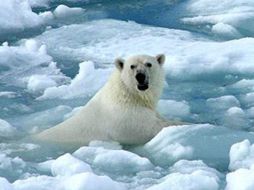 Dinamarca,Estados Unidos y Canadá se comprometieron en mayo de 2008, a reclamar sobre el Polo Norte al arbitraje de la ONU. ESPECIAL  /