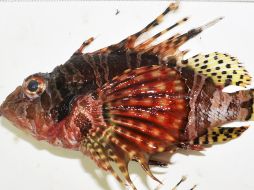 El pez león cebra, es una de las decenas de especies exóticas que han hallado en las remotas Islas de Nueva Zelanda. EFE  /