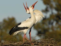 Las cigüeñas que anidan en Croacia hacen cada año un largo camino de 13 mil kilómetros por el valle del Nilo hasta Sudáfrica. ESPECIAL  /