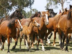 Los caballos de esta zona del sureste de Rumanía cuentan con una población de un millar de ejemplares. EFE  /