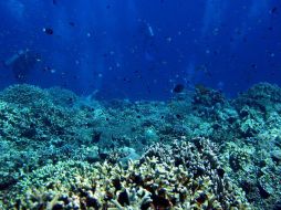 El arrecife artificial permitirá una mayor actividad recreativa en el agua. EFE  /
