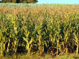 Existen sesenta razas de maíz, además se asocian a la milpa otras plantas. ARCHIVO  /
