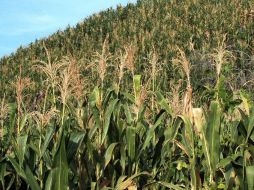 Señalan que la pérdida de los rituales indígenas ha provocado el deterioro del bosque y de la tierra. ARCHIVO  /