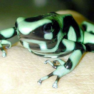 Las ranas protagonizan una exposición en Nueva York