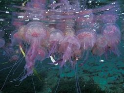 Los socorristas comenzaron a atender a bañistas por picaduras de medusas el viernes pasado. ESPECIAL  /