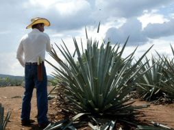 El combate a fondo de las plagas requiere de acciones que conllevan el consenso de los agricultores de la zona. ARCHIVO  /