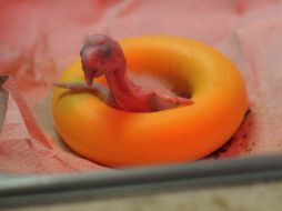 Las guacamayas son una especie amenazada en nuestro país . EFE  /