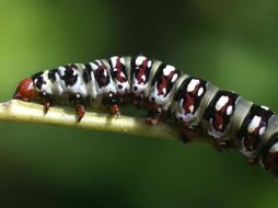 Lo más probable es que los insectos intentaran cruzar las vías para conseguir comida. EFE  /