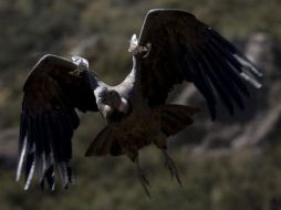 Los expertos esperan que esta cría sobreviva y ayude a repoblar los cielos de esta parte del país. EFE  /