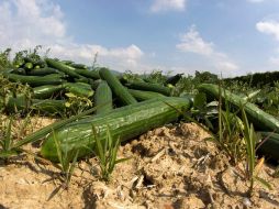 Pepinos frescos tirados al campo en Perli cerca de Ginebra, Suiza. EFE  /