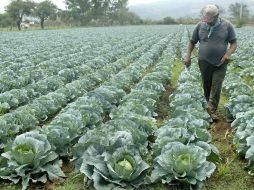 Este año la SAGARPA pretende concretar exportaciones de productos agroalimentarios del orden de 20 MMD. ARCHIVO  /