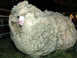 La oveja se convirtió en una celebridad tras permanecer extraviada durante seis años con lo que evitó ser trasquilada. AP  /