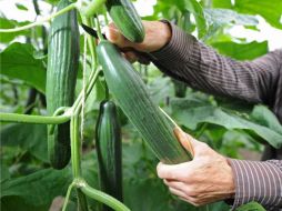 Al menos 25 personas han muerto por la bacteria E. coli en Alemania. AFP  /