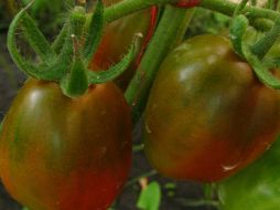 Optimizan el crecimiento de plantas de interés hortícola. ID  /